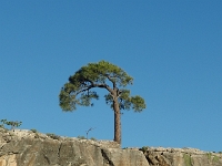 49451Cr - Along Bright Angel Trail   Each New Day A Miracle  [  Understanding the Bible   |   Poetry   |   Story  ]- by Pete Rhebergen